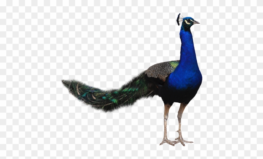 Image - Peacock Png #335124