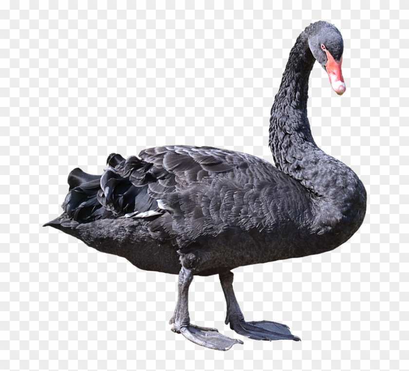 Image - Black Swan Png Transparent #335128