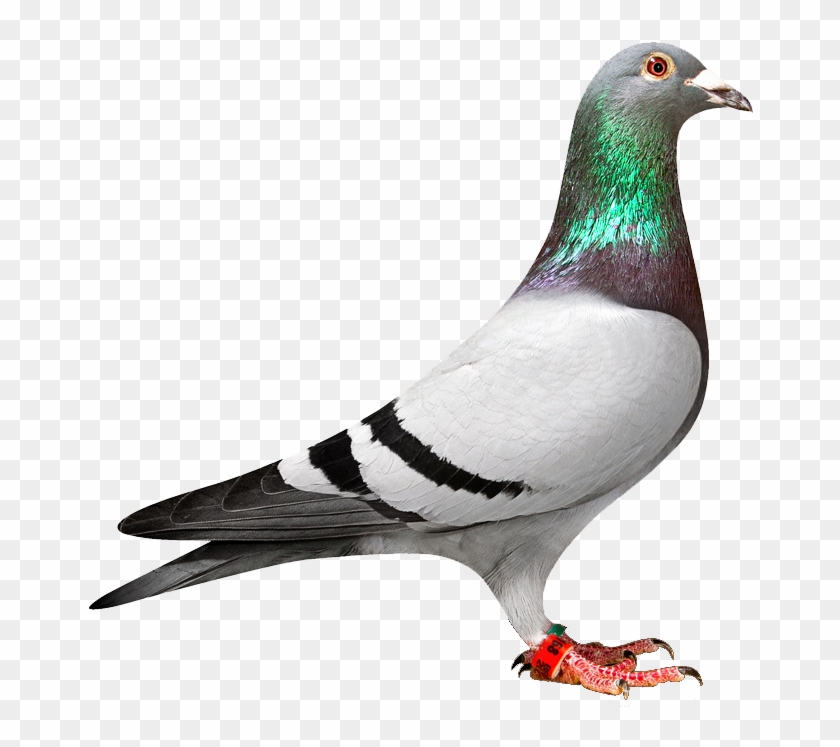 Download Png Image Report - Racing Pigeon Png Logo #335132