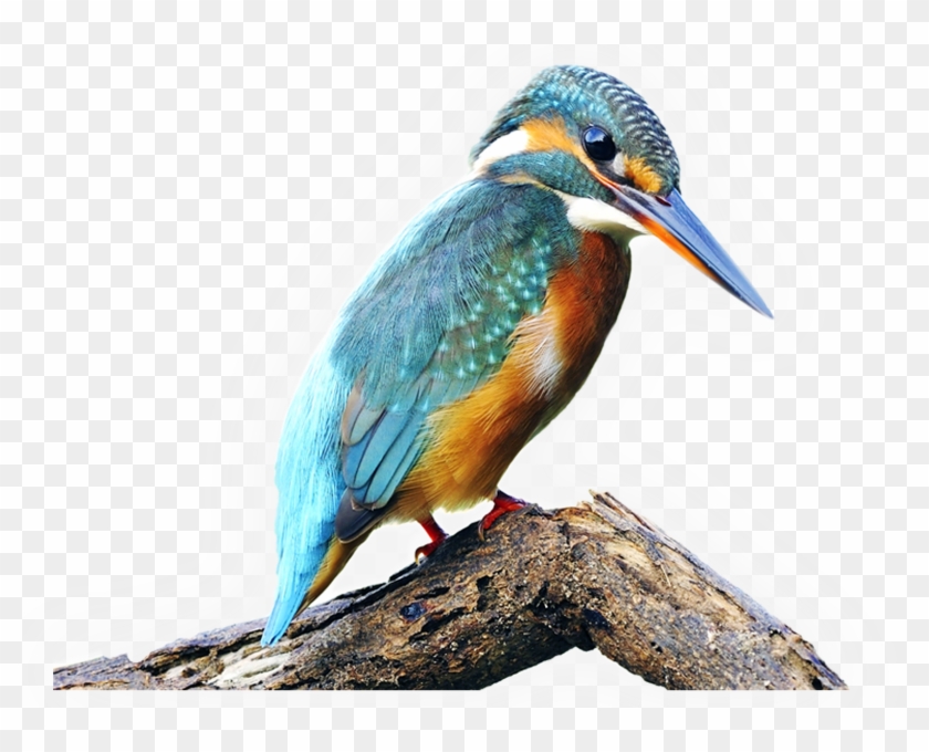 Bird Common Kingfisher Belted Kingfisher Stock Photography - Bird Common Kingfisher Belted Kingfisher Stock Photography #335167