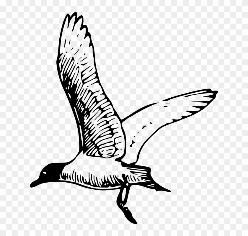 Sea Bird Clipart Flight Drawing - Sea Bird Clipart Flight Drawing #335159