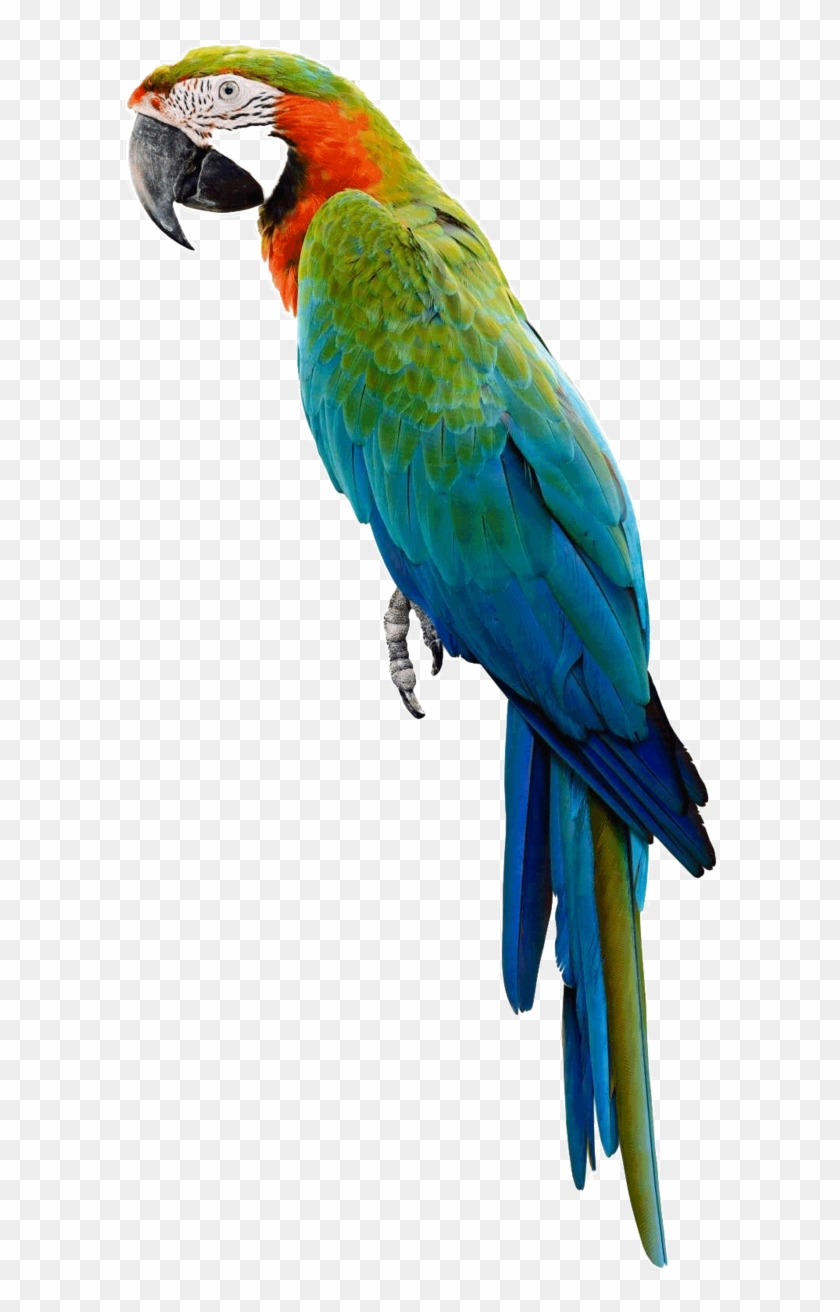 Image - Parrot With White Background #335176