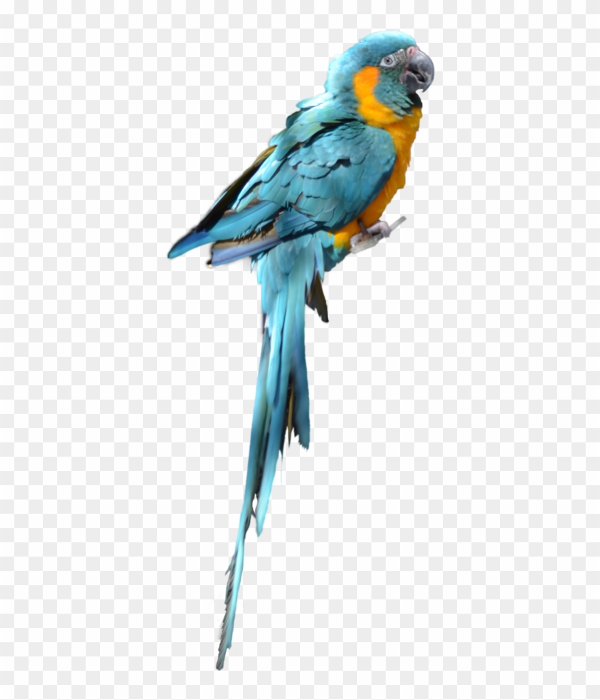 Download Parrot Png Transparent Images Transparent - Blue Parrot Bird Png #335178