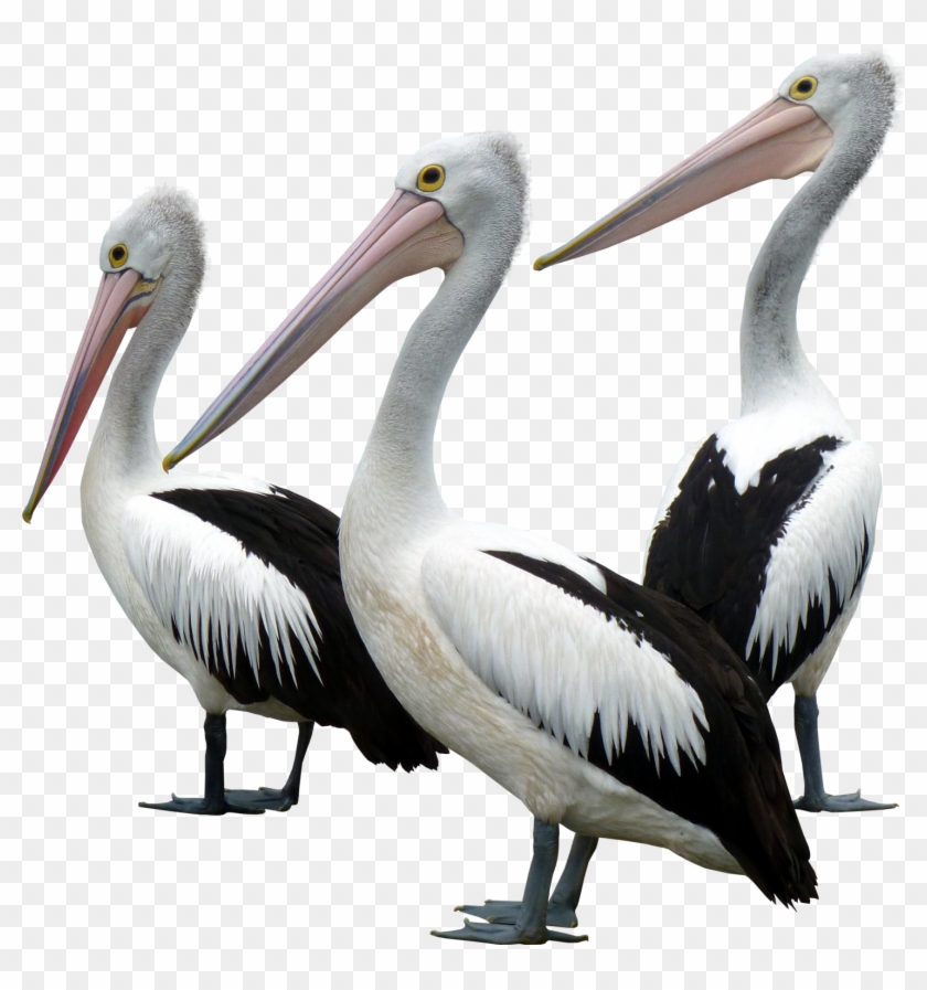 Pelicans - Ocean Birds Png #335182