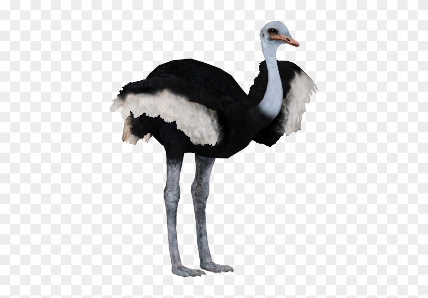 Download Animals Ostrich Png Transparent Images Transparent - Zt2 Ostrich #335189