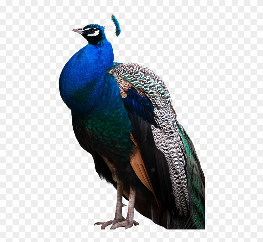 Download Peacock Png Transparent Images Transparent - Peacock Png #335193