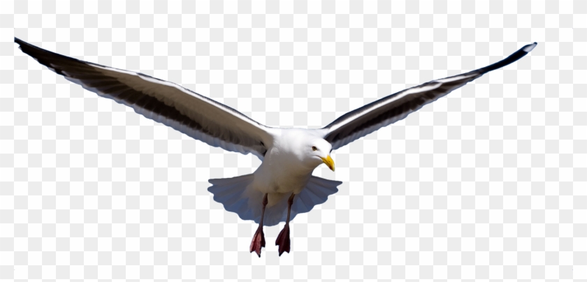 Download Png Image Report - Herring Gull Png #335195