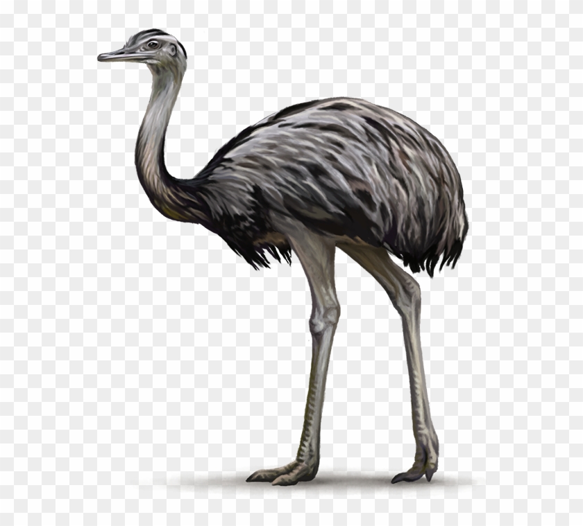 Image - Emu Bird Png #335206