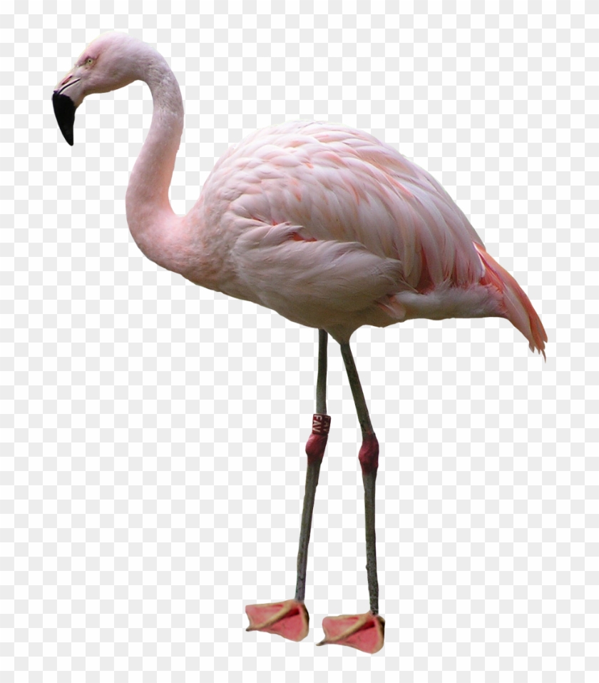 Download Png Image Report - Flamingo Png #335210