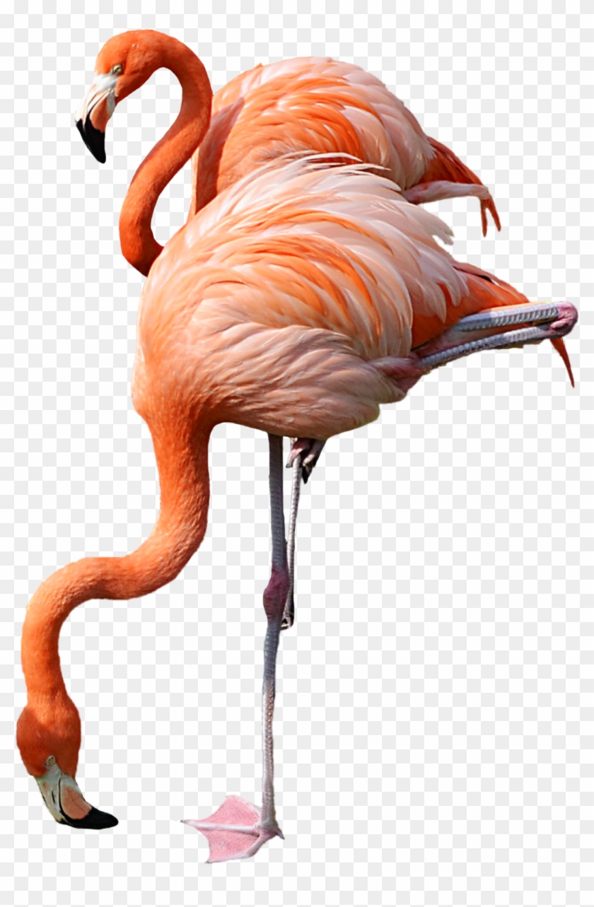 Image - Flamingo Png #335228