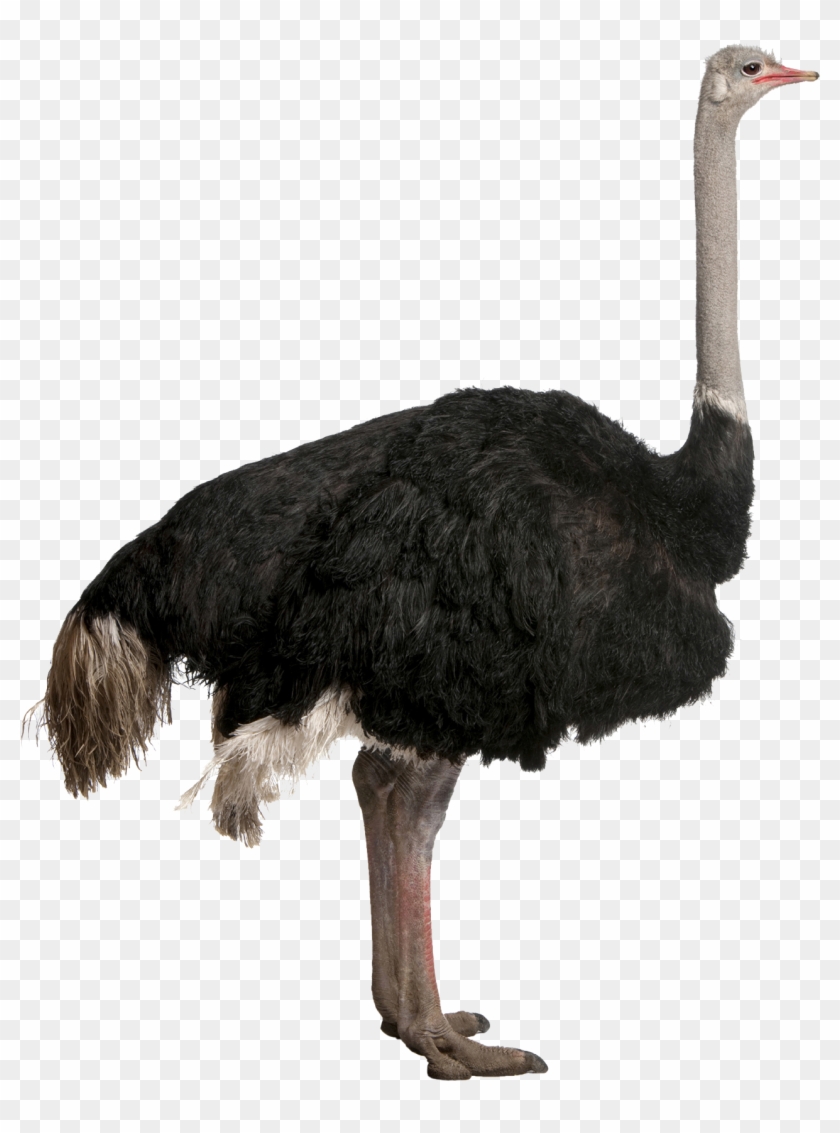 Image - Ostrich Png #335234