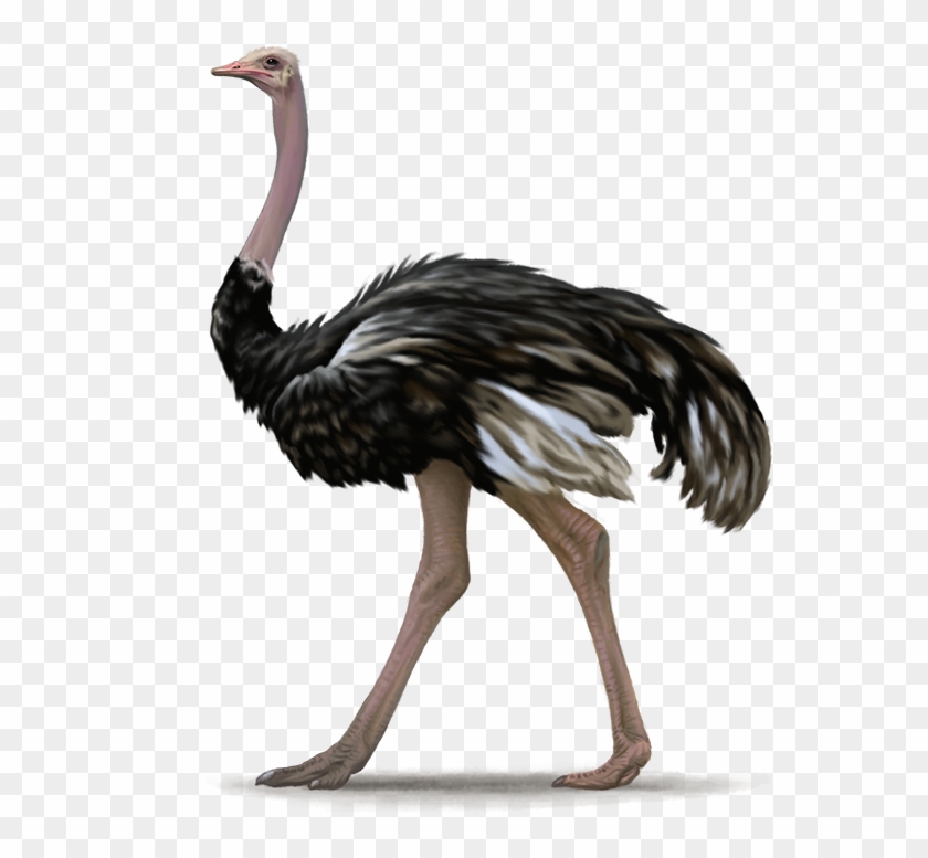 Image - Ostrich Png #335241