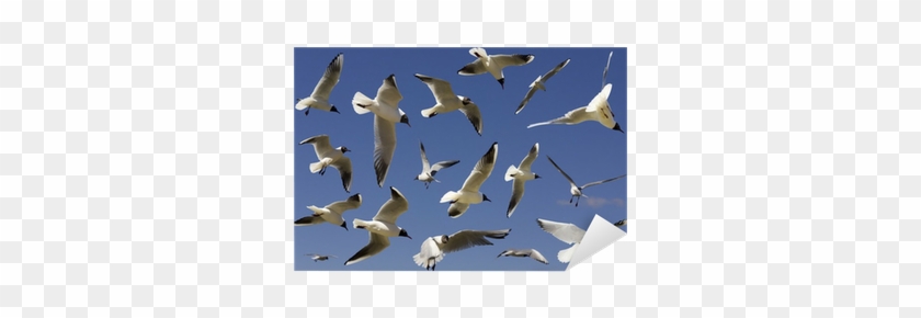 Bird Migration #335275
