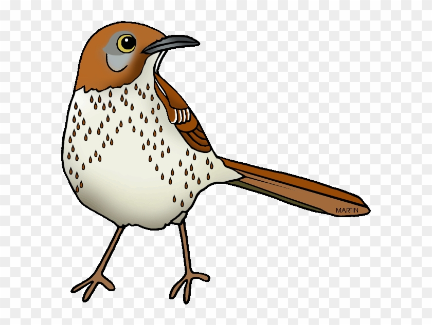 Georgia State Bird - Georgia State Bird Brown Thrasher #335288