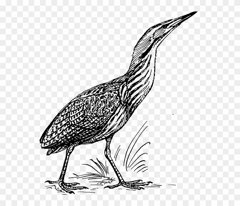 Bittern Outline, Bird, Stand, Walking, Animal, Bittern - Bittern Clipart #335307