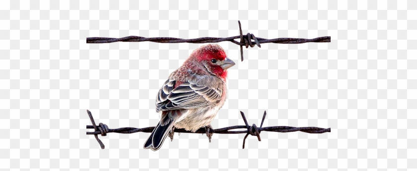 Bird On Barbedwire - Hareketli Kuş Resimleri #335359