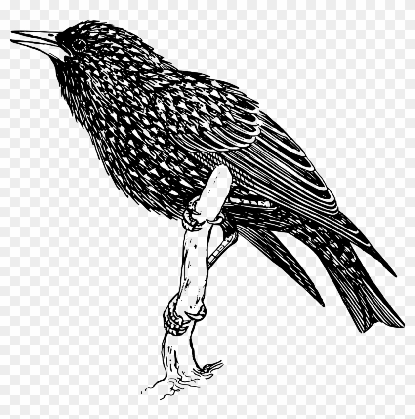 Common Starling Bird Clip Art - Common Starling Bird Clip Art #335420