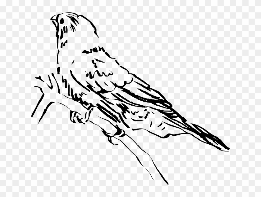 View, Drawing, Bird, Branch, Side, Animal, Feathers - Clip Art #335507