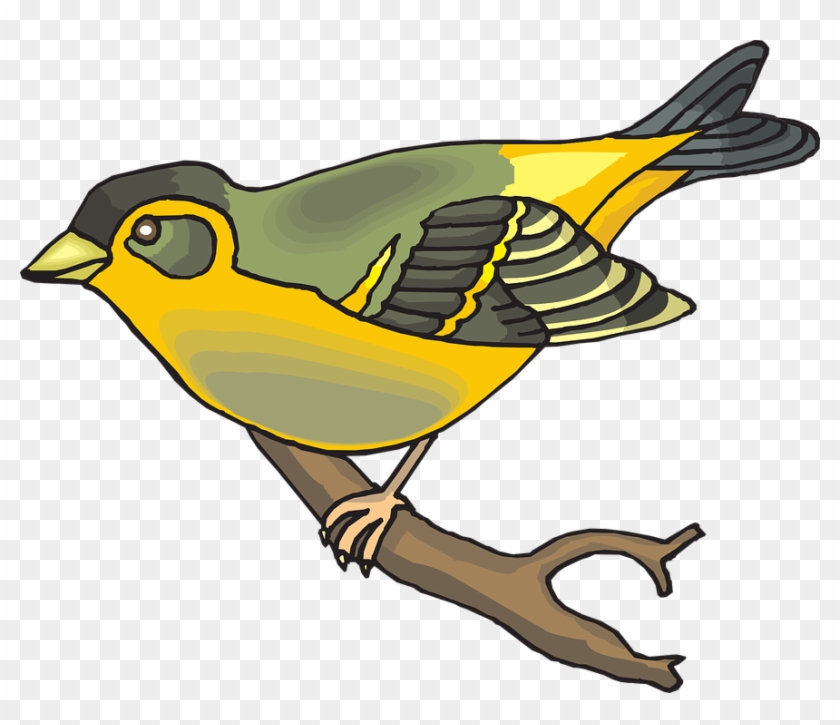 Feathers Bird, Branch, Wings, Animal, Beak, Goldfinch, - Finch Clipart #335512