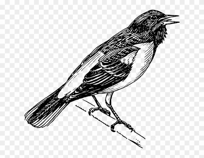 Baltimore Singing, Tree, Cartoon, Bird, Branch, Animal, - Oriole Bird Black And White #335517