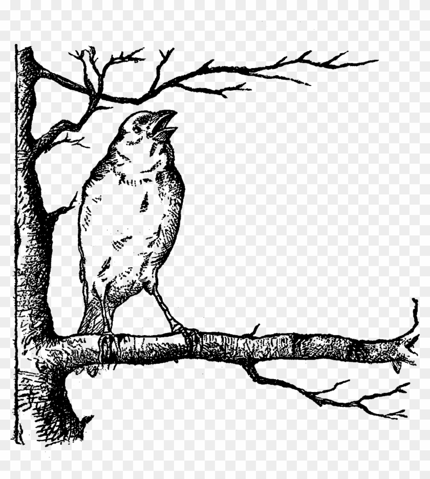 Bird Tree Image Digital Illustration - Bird On The Tree Clipart Black And White #335629