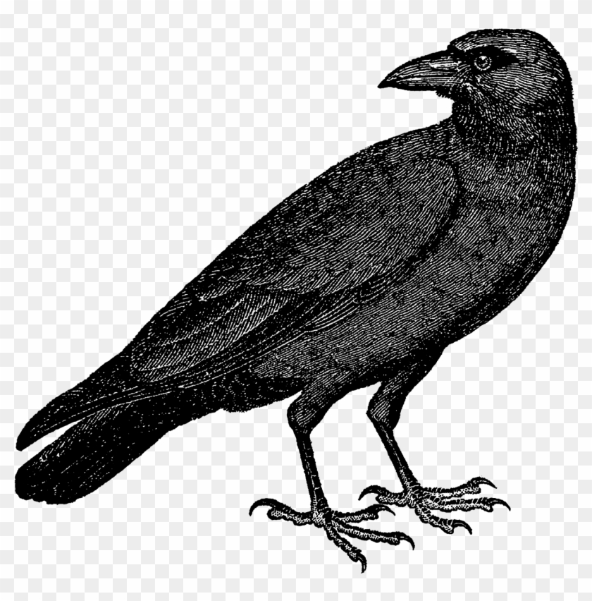 The Second Digital Bird Clip Art Is Of A Crow Perched - Crow Illustrations #335678