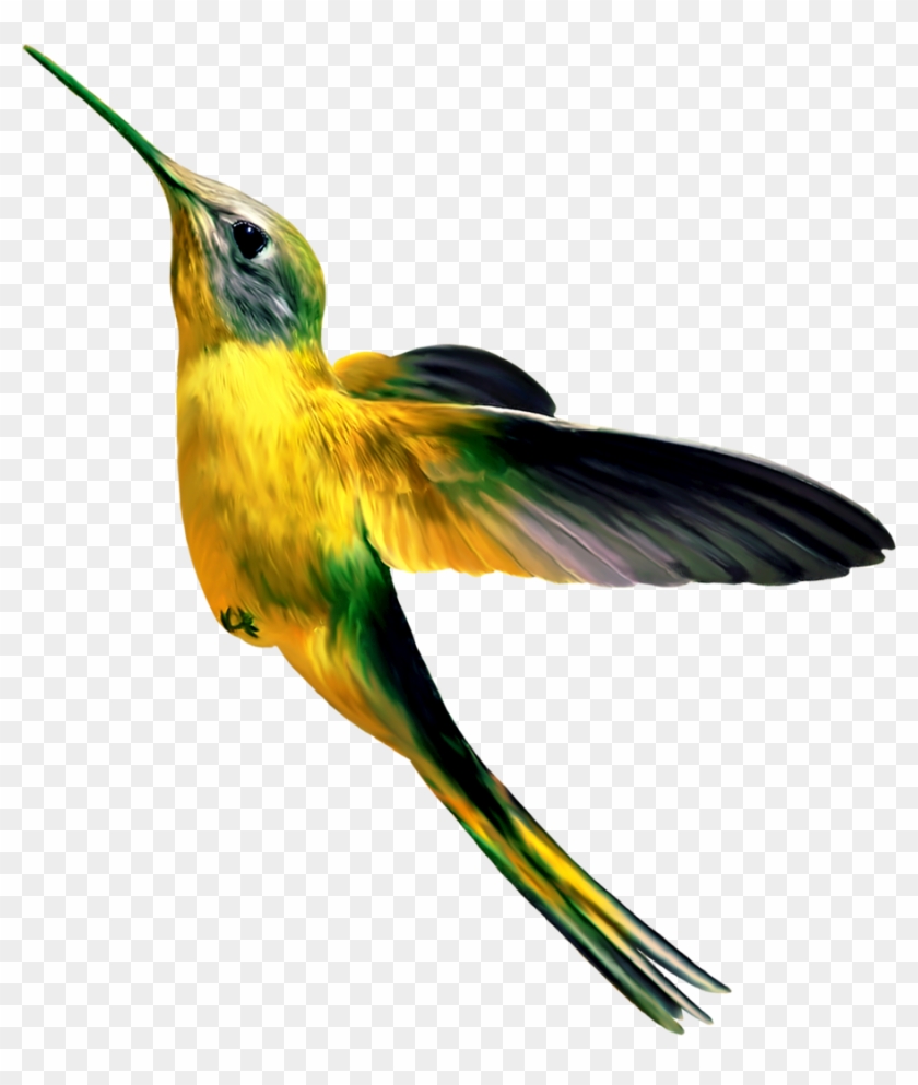 Bird Theme - Bird #335695