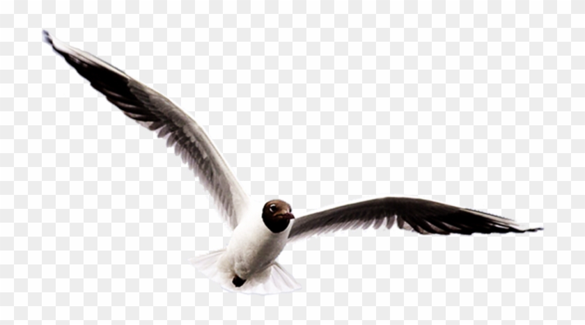 Ivory Gulls Bird Clip Art - Ivory Gulls Bird Clip Art #335756