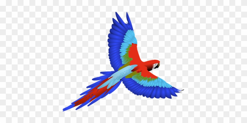 Bird Feathers Flying Macaw Wings Bird Bird - Flying Parrot Clipart #335832