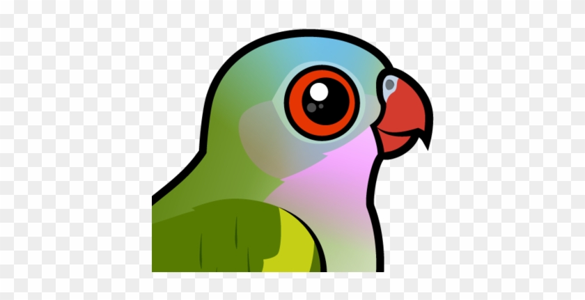 About The Princess Parrot - Golden-capped Parakeet #335851