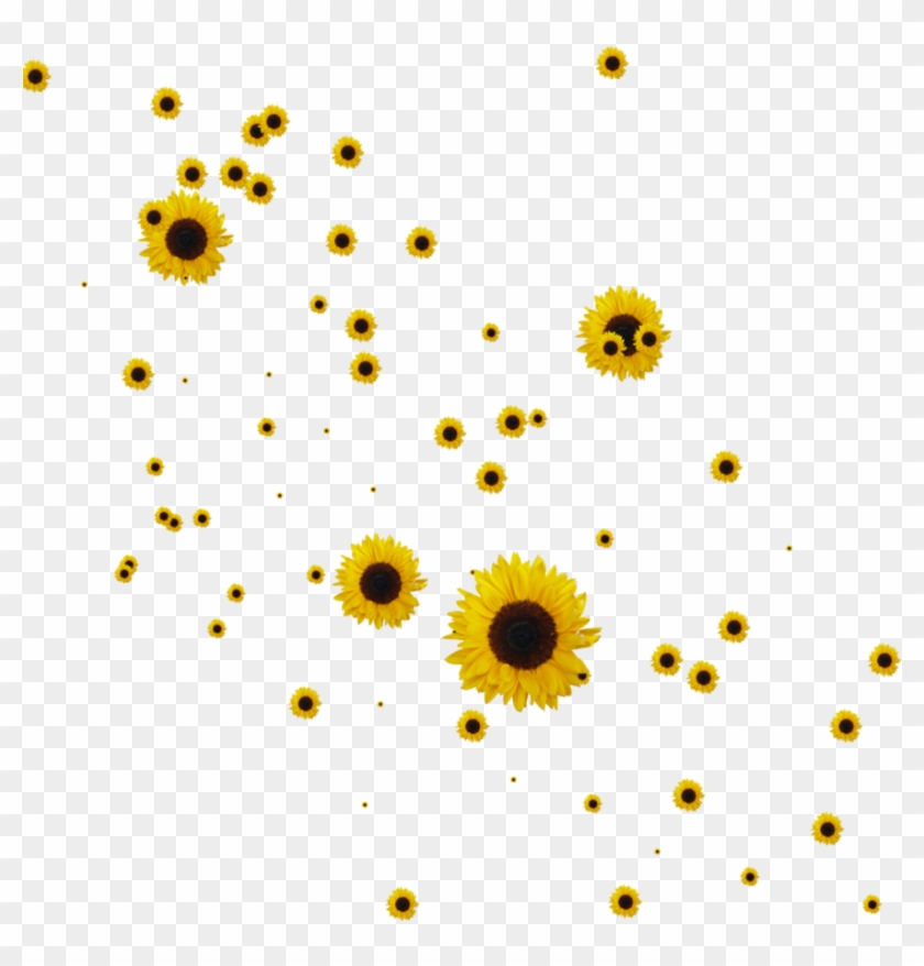 Sunflower Flower Free Png Transparent Images Free Download - Sunflowers Png #336046