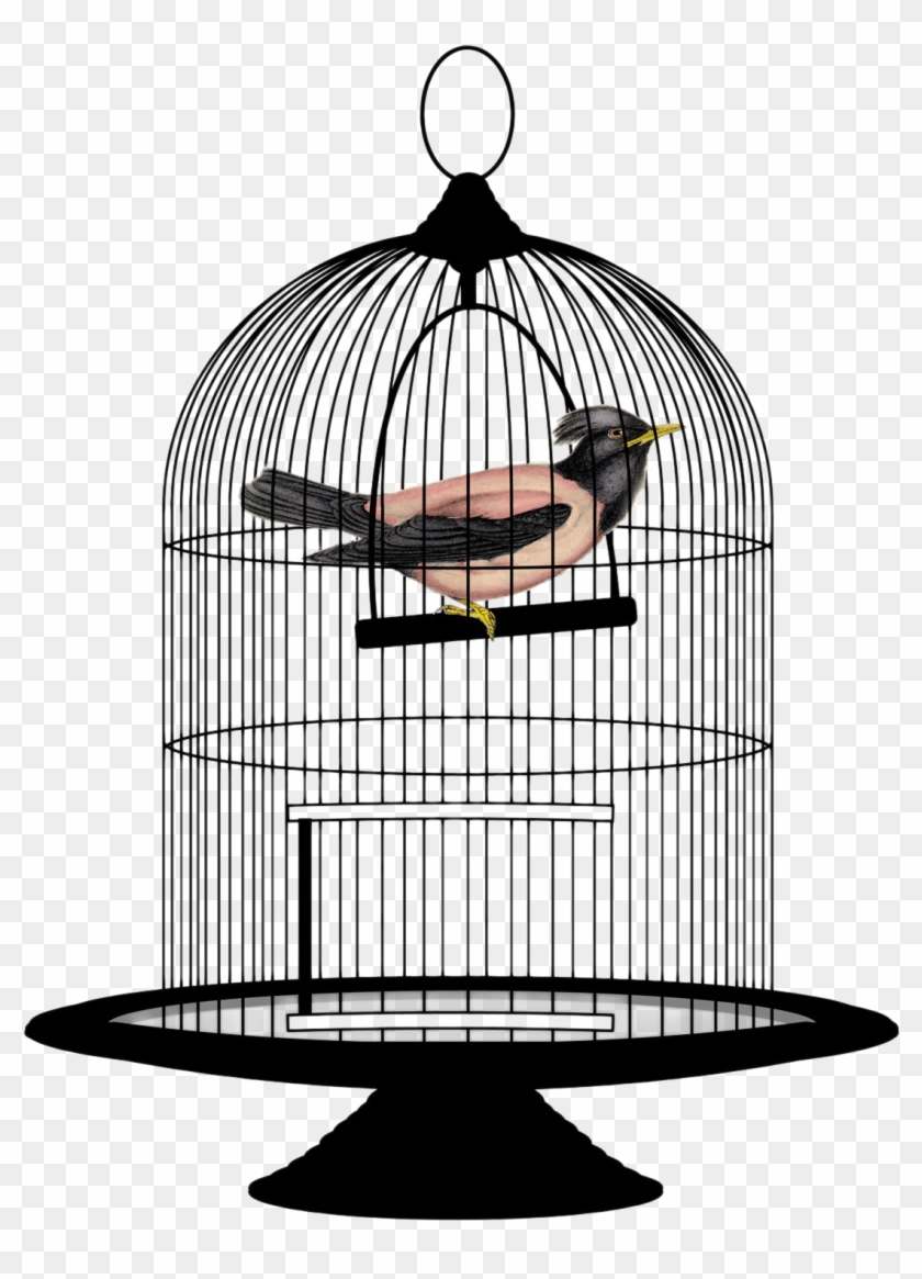 Bird Cage - Bird In Cage Png #336068