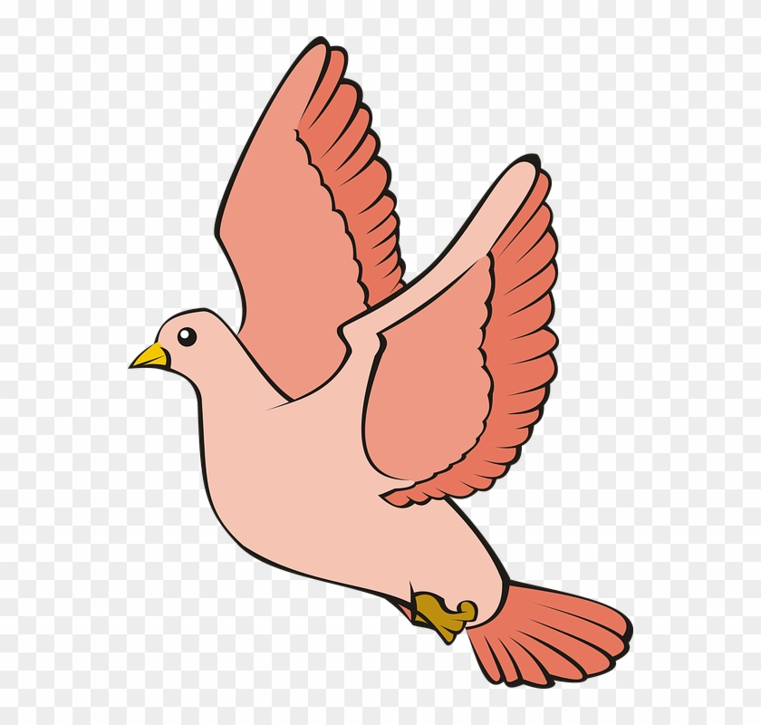 Bird, Pigeon, Flight, Sky, Red, Adobe, Adobe Photoshop - Bird #336148