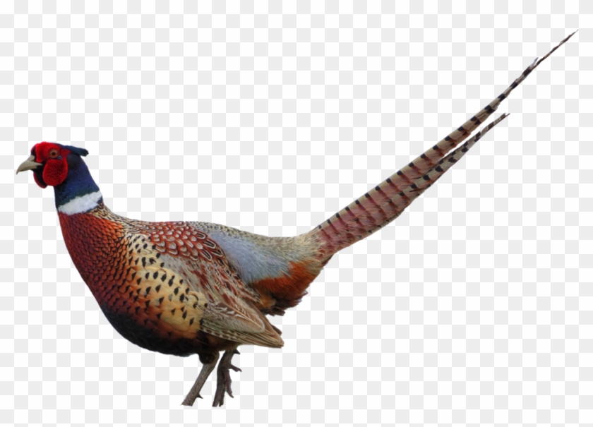 Pheasant Clip Art - Pheasant Clipart Png #336306