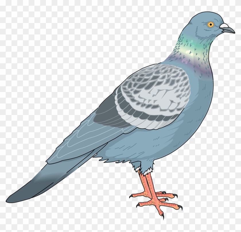 Homing Pigeon Columbidae Bird Clip Art - Homing Pigeon Columbidae Bird Clip Art #336437