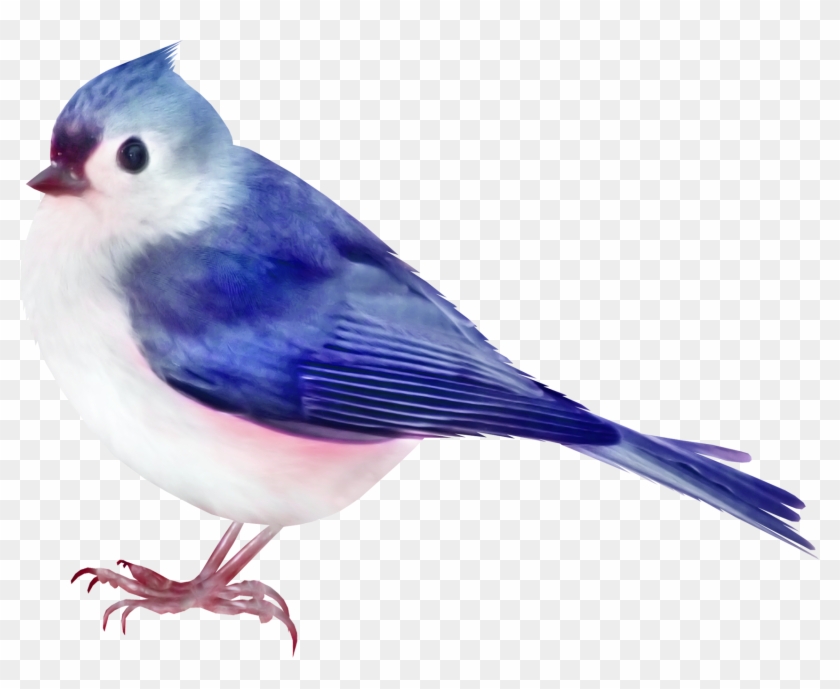 Bird Color Clip Art - Bird Color Clip Art #336544