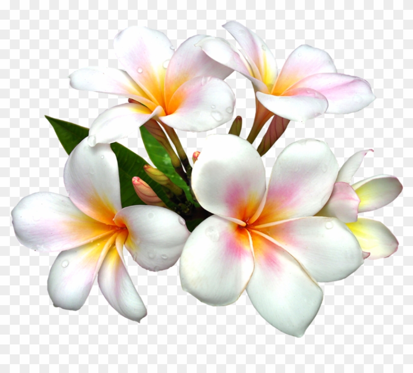 Flower Clipart Png #336528