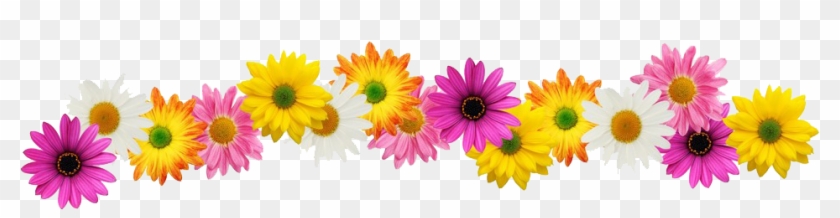 Modafinil Out 74 234924399 Flower - Free Flower Border Clipart #336541