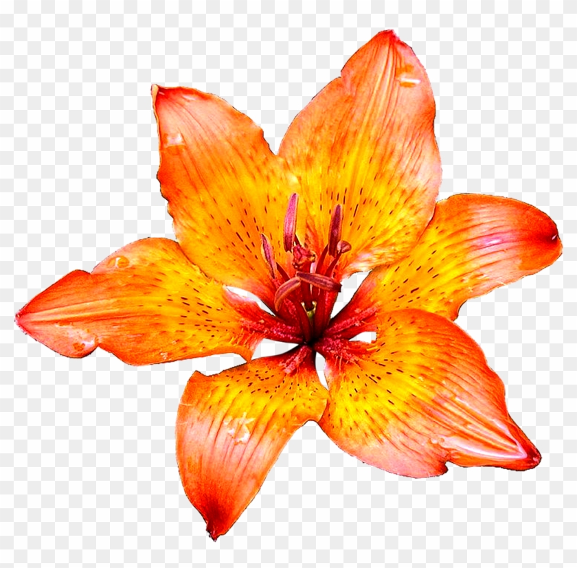 Lily Flowers Png Images Pics Free Download - Orange Color Shades Wildflowers Approximate 100 Seedseasy #336559