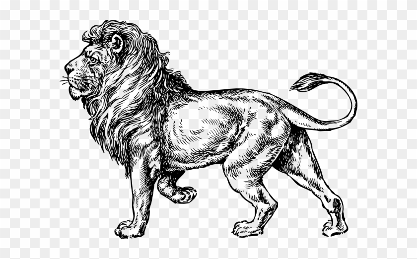 Lion Clipart Mammal - Lion Illustration #338693