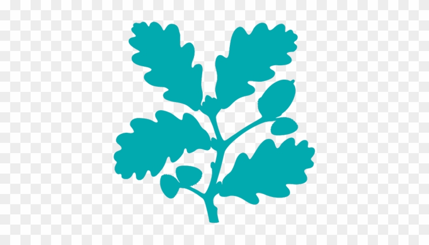 Nt Volunteering - National Trust Oak Leaf #340256