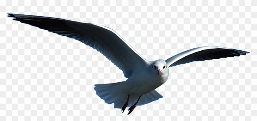 Seagull Graphics 20, Buy Clip Art - Seagull Png #341020
