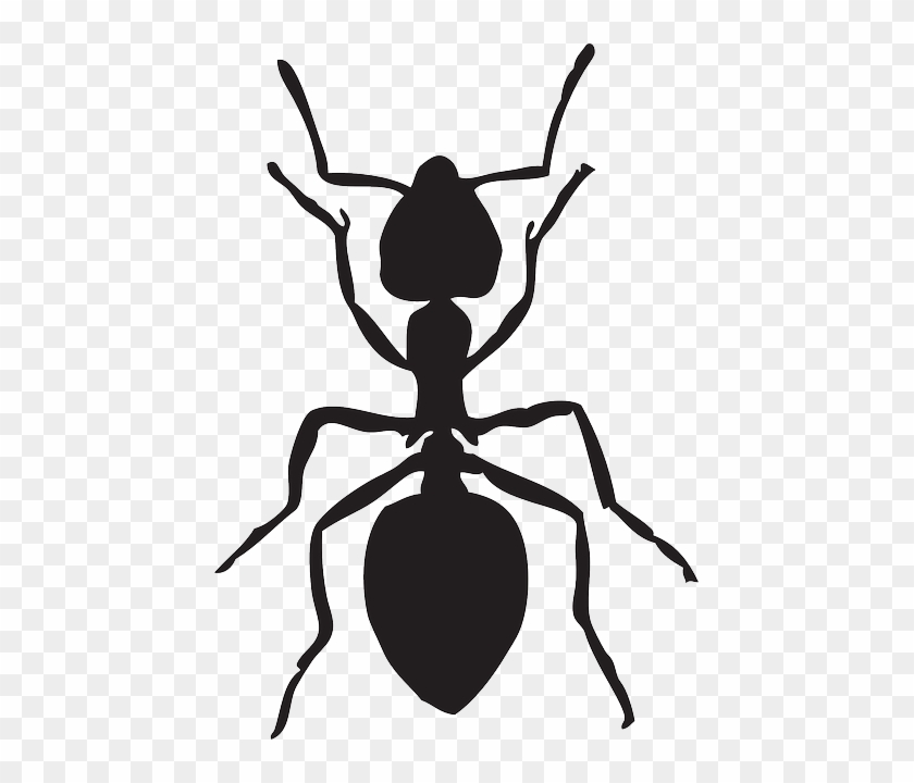 Free Vector Graphic - Ant Graphic #341504