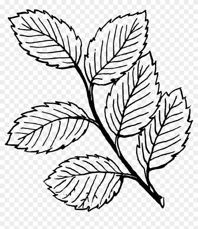 Clipart Leaves Black And White Free Clipart Images - Leaves Clipart Black And White #341533