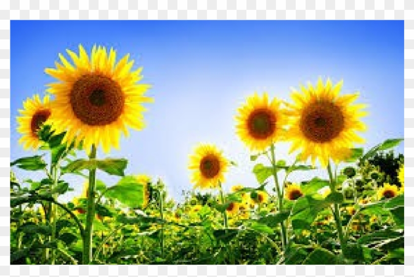Common Sunflower Desktop Wallpaper Display Resolution - Common Sunflower Desktop Wallpaper Display Resolution #341607