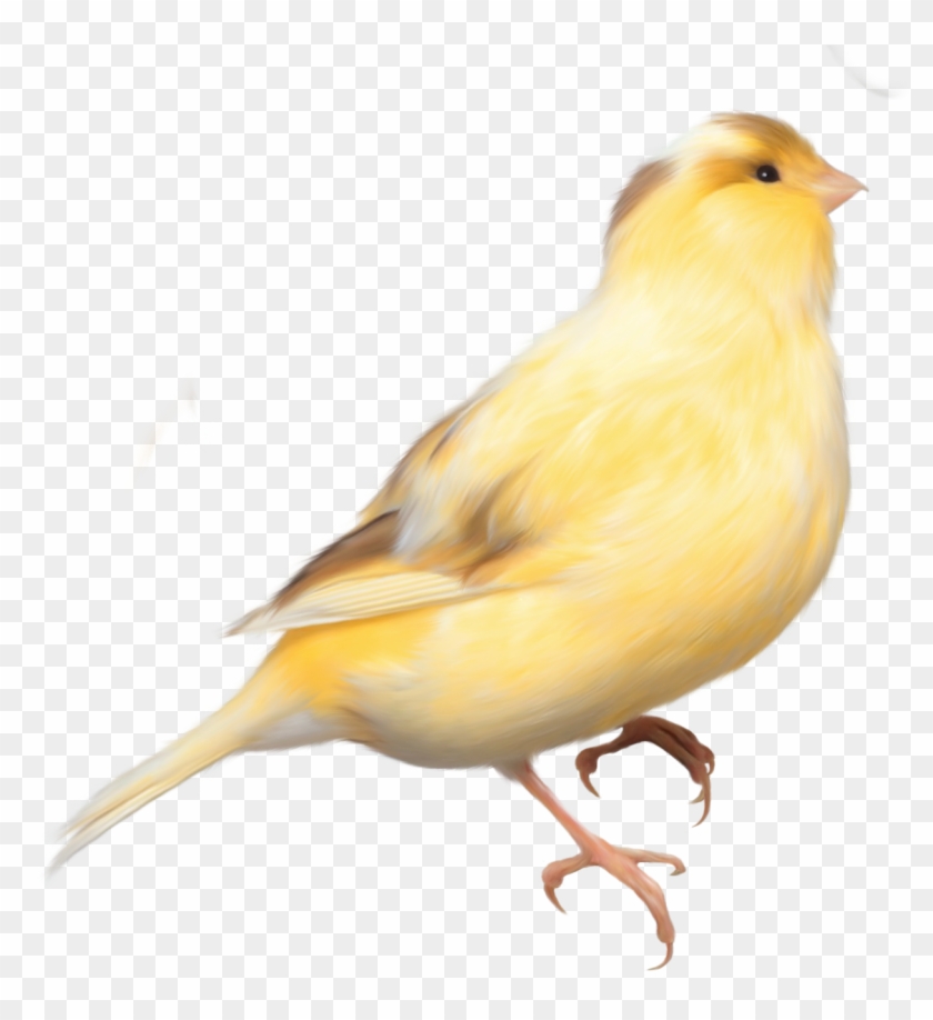 Songbird Clipart Transparent - Birds Png #342055
