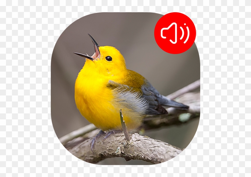 Warbler Bird Sounds - Burung Burung Pun Bernyanyi #342057