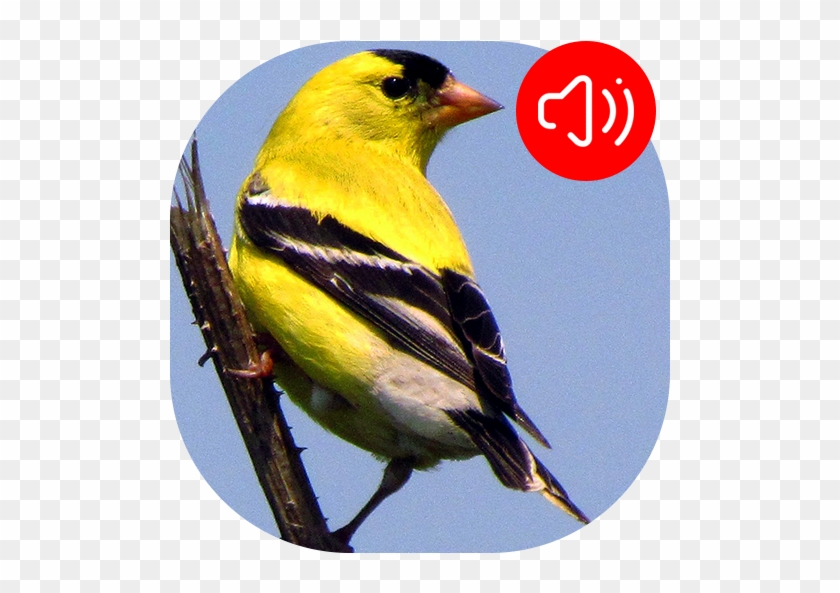 American Goldfinch Bird Sounds - American Goldfinch #342110
