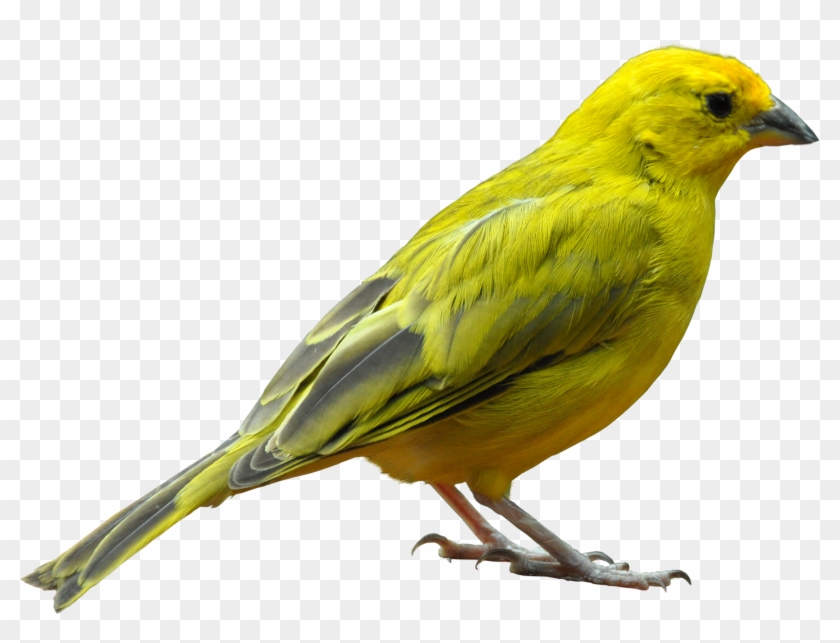 Birds Icon - Bird Png #342123