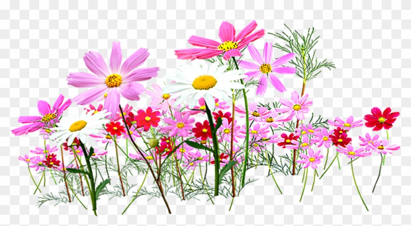 Flower Garden Cut Flowers Clip Art - Png Cosmos Flower #342163